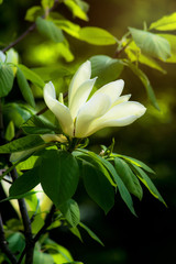 Mysterious spring floral background with blooming white magnolia flowers