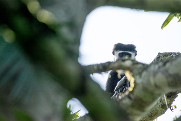 Black and white monkey