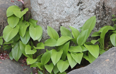 봄의  돌 틈 화초