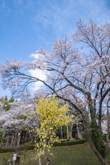 咲き誇るソメイヨシノ