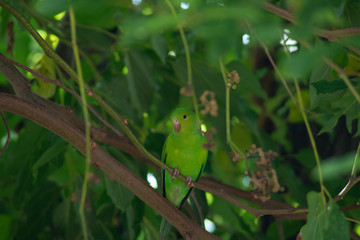 Plain parkeet bird