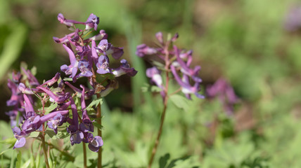 Lerchensporn