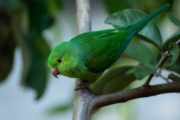 Plain parkeet bird