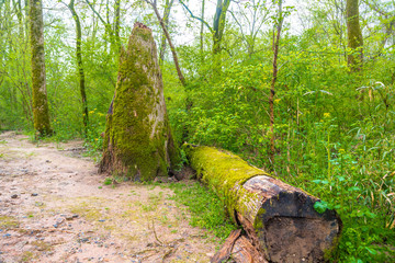 An old moss covered fallen tree and broken stump