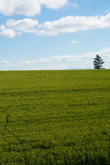 初夏の緑のムギ畑