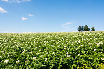 Fototapeta na wymiar 白い花が咲いたジャガイモ畑と青空