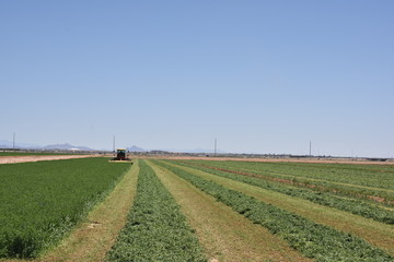 Glendale, AZ. U.S.A., Oct. 12, 2017.  Mowing of alfalfa field