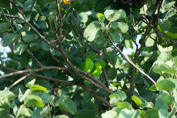 Plain parkeet bird