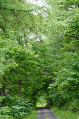 緑の森を抜けるジャリ道