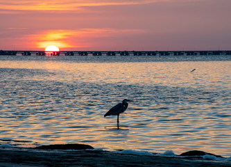 Silhouette of a bird on the beach at sunrise