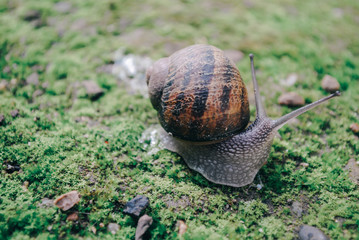 Snails