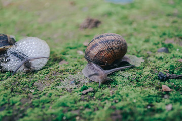 Snails