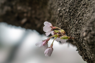 さくら