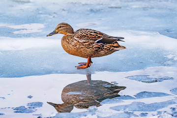 Female duck on the lake surface.