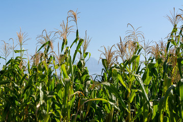 sorgo