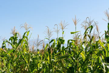 sorgo