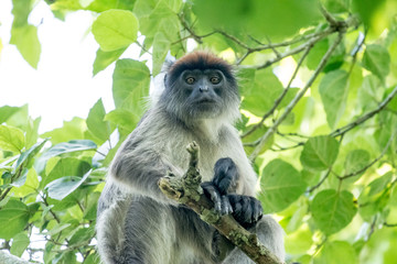 Red monkey in Bigodi in Uganda