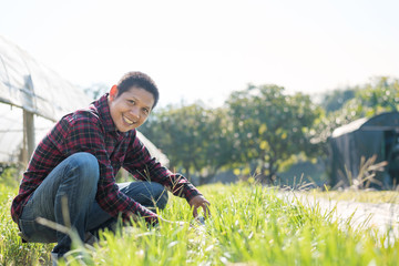 Asian farmer smiling and working in organic garlic chives vegetable garden