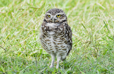 Little Owl in a country
