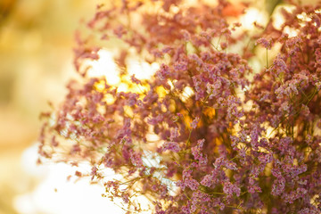 Beautiful dried flowers vintage style for interior decoration on blonde sunlight background.