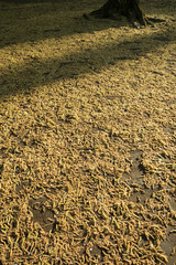 The ground covered with Alnus sieboldiana