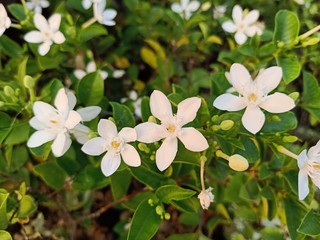 Obraz na płótnie Canvas White jasmine star Beautiful bloom in the backyard7