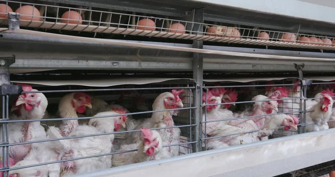 4K close-up front view of cramped chickens in a large scale egg laying production farm