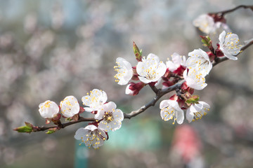 Texture, background, background, blossoming fruit trees, apricot tree blossoms. Springtime concept. White small flowers on blurred background. Metaphor for bride, fiancee. Copy space