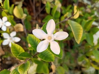 Obraz na płótnie Canvas White jasmine star Beautiful bloom in the backyard1