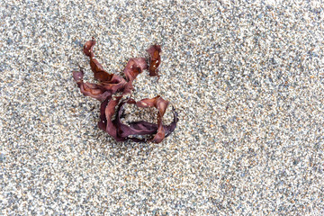 Seaweed on a small gravel on the beach