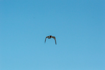 American Oystercatcher flying toward camera