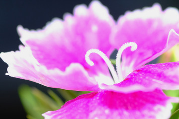 dianthus flower