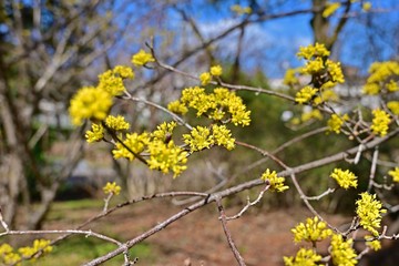 木漏れ日浴びて輝くサンシュの花
