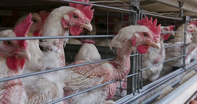 4K close-up side view of cramped chickens in a large scale egg laying production farm