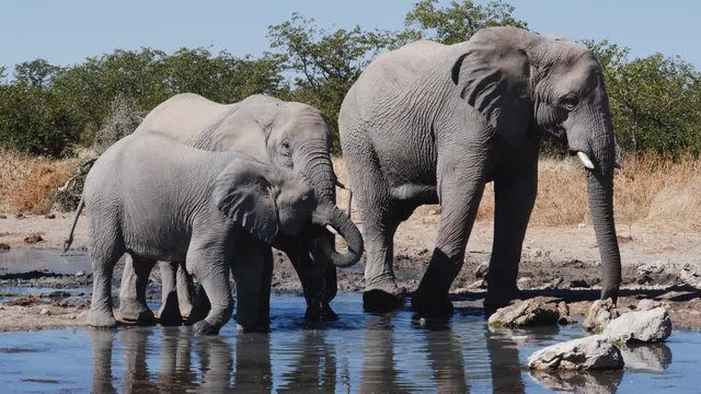 4K view of eK three elephants drinking at a waterhole,Etosha National Park, Namibia