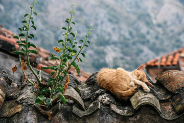 Kotor, Montenegro 