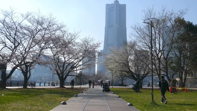 Spring scenery of Yokohama Minatomirai Bay area with view of high rise skyscrapers in background, a giant Ferris wheel in an amusement park & beautiful cherry blossom trees by a seaside promenade