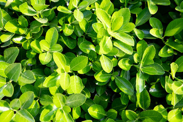 Creative layout made of green leaves. Flat lay. Nature concept