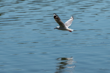 seagull in flight