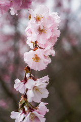 beautiful pink cherry blossoms are the national flower of Japan and symbolize the impermanence of life and the concept of mono no aware a Japanese term for the transience of things