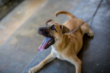 Close-up wallpaper of small puppies With mischief and blurring of movement all the time, raising the house and making a cry when people come to see