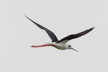 Bird in Uganda