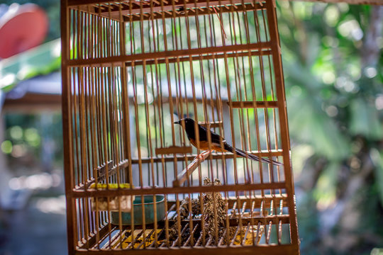 background of the wooden cage that is raised by the birds in the countryside, with blurring of movement and the wind blowing through, often raising the sound of the morning and bringing to the contest