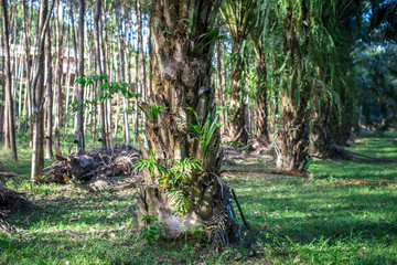 The background of the palm tree, has a large trunk and sharp spines, usually planted in flat areas, popularly planted in the southern part of Thailand, considered a type of economic plant.