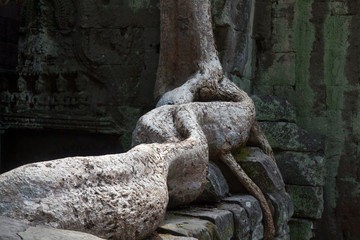 Fototapeta na wymiar The roots of the giant trees in Ta Prohm (Siem Reap, Cambodia)