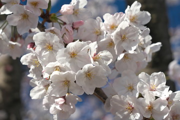 桜