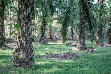 The background of the palm tree, has a large trunk and sharp spines, usually planted in flat areas, popularly planted in the southern part of Thailand, considered a type of economic plant.