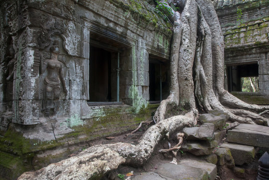 Ta Prohm Temple ( Siem Reap region, Cambodia)