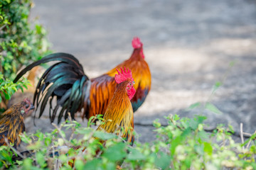 The background of the chicken, is blurred by the movement of movement during walking, eating food, living together of animals.