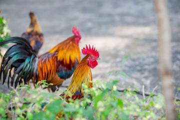 The background of the chicken, is blurred by the movement of movement during walking, eating food, living together of animals.